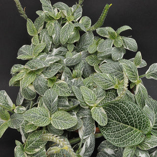 Fittonia albivenis 'Angel Snow'