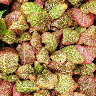 Fittonia albivenis verschaffeltii 'Crinkle Pink'