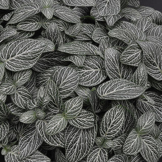 Fittonia albivenis 'Stripes Forever'