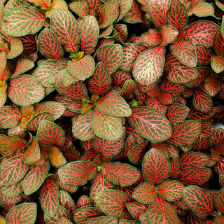 Fittonia albivenis verschaffeltii "Mini Red"