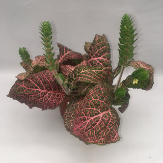 Fittonia albivenis verschaffeltii 'Crinkle Pink'
