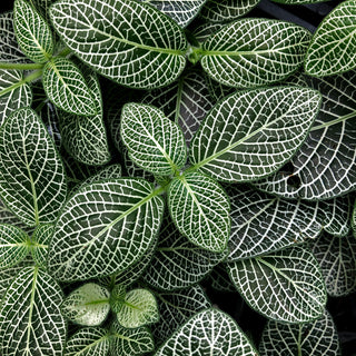 Fittonia albivenis 'Nana'