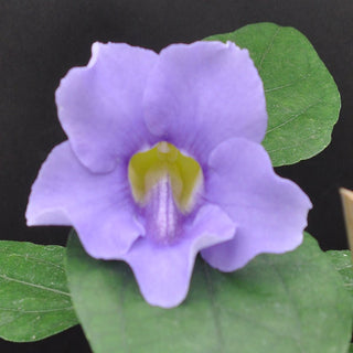 Thunbergia grandiflora