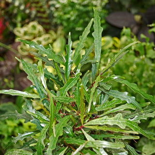 Pseuderanthemum sinuatum