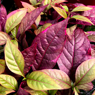 Alternanthera dentata 'Brazilian Red Hots'