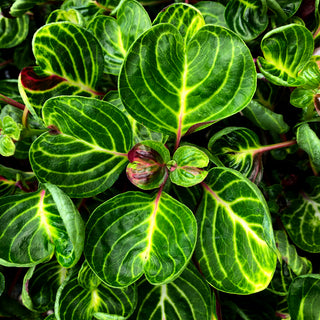 Iresine herbstii 'Aureoreticulata' (notched leaf)