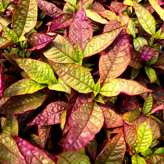 Alternanthera dentata 'Brazilian Red Hots'