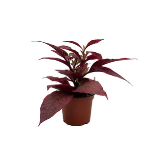 Alternanthera dentata 'Brazilian Red Hots'