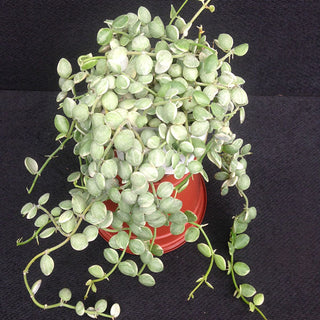 Dischidia nummularia 'Variegata'