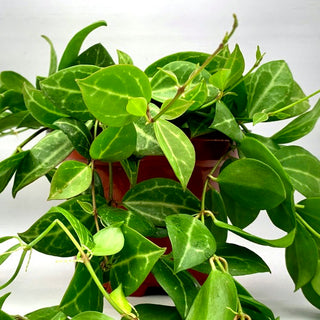 Dischidia ovata