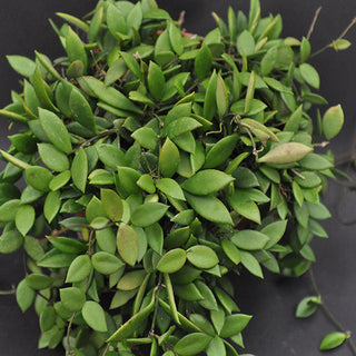 Hoya bilobata