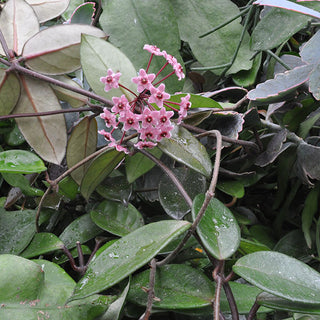 Hoya carnosa