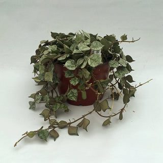 Hoya curtisii