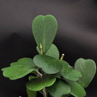 Hoya kerrii