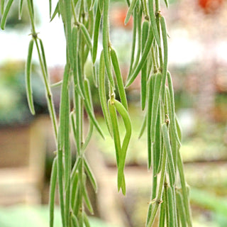 Hoya linearis