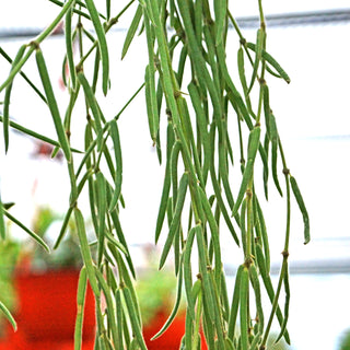 Hoya linearis