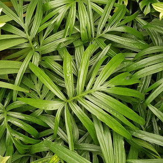 Amydrium zippelianum