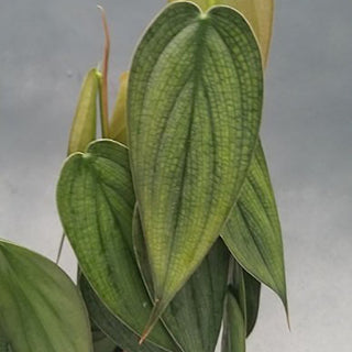 Philodendron 'Burle Marx Fantasy'