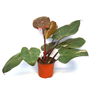 Philodendron 'Pink Princess' - 5.5" Pot (NON TC)