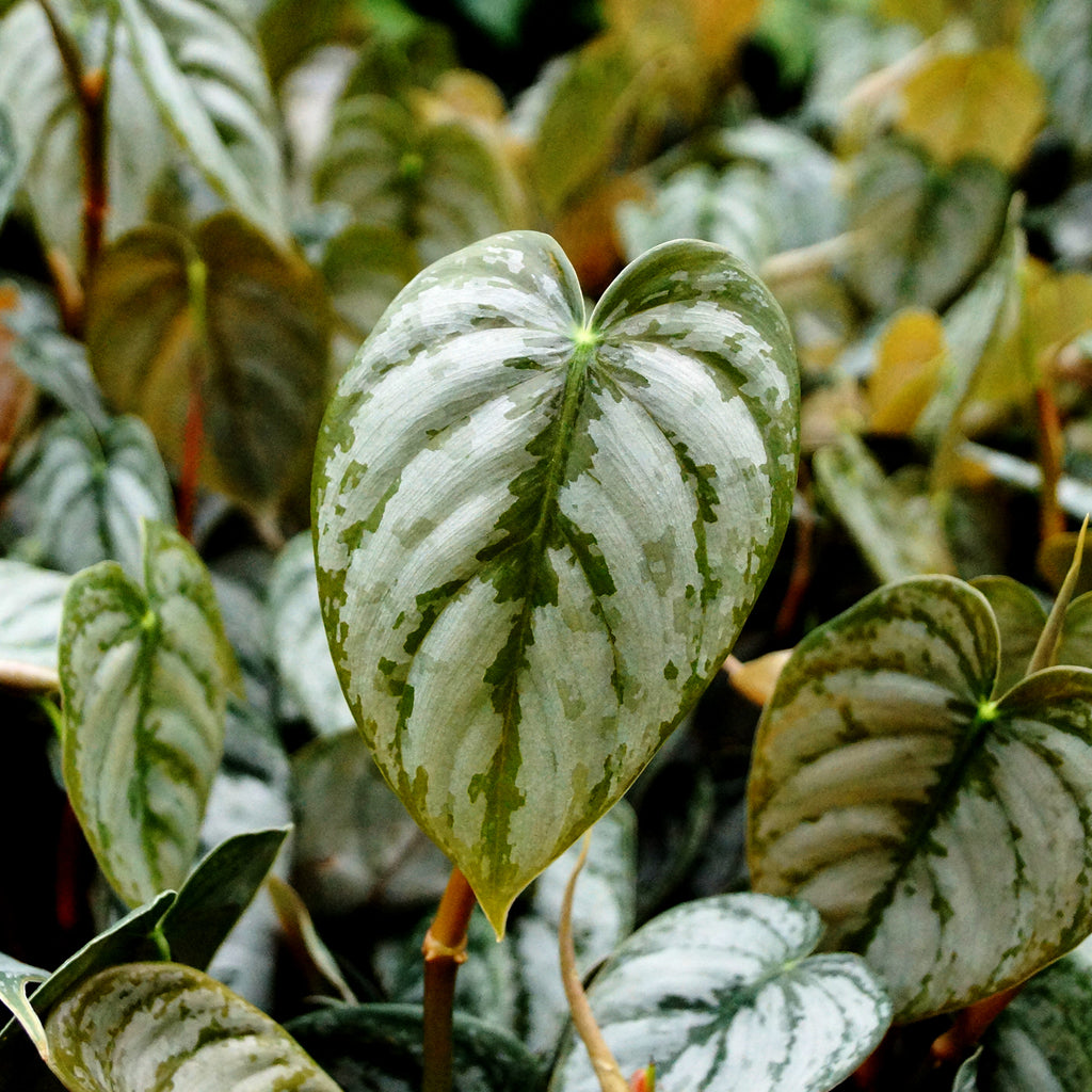 philodendron brandi vs brandtianum Philodendron Brandtianum | Easy to Grow Trailing Plant