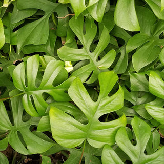 Rhaphidophora tetrasperma
