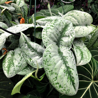 Scindapsus pictus 'Exotica'