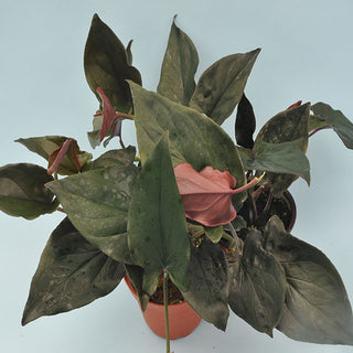 Syngonium erythrophyllum "Llano-Carti road"