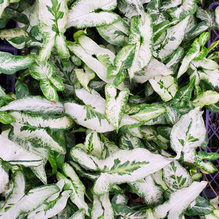 Syngonium podophyllum 'Three Kings'