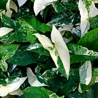 Syngonium podophyllum albo-variegatum "Marble"