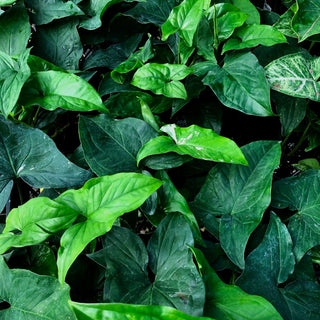 Syngonium podophyllum - "Reverted Green Mix"