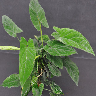 Syngonium rayii