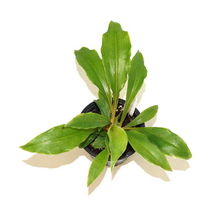 Chlorophytum filipendulum subsp. amaniense 'Fire Flash'