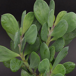 Senecio crassissimus