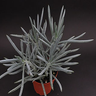 Senecio ficoides