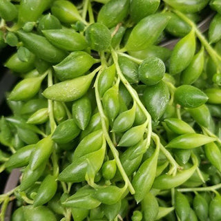 Senecio herreianus