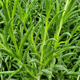 Senecio radicans (long form)