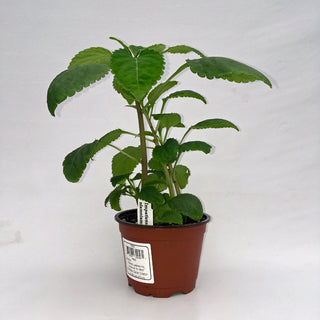 Impatiens niamniamensis