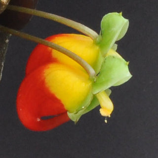 Impatiens niamniamensis