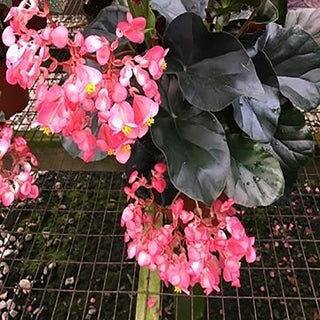 Begonia 'Alice Faye'
