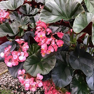 Begonia 'Alice Faye'