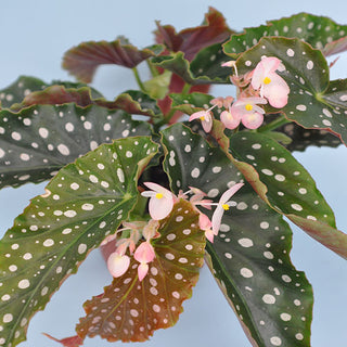 Begonia 'Amelia'