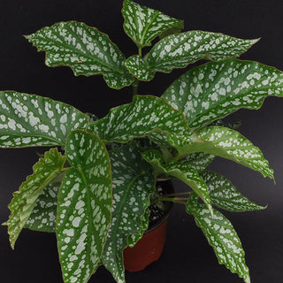Begonia 'Avalanche'