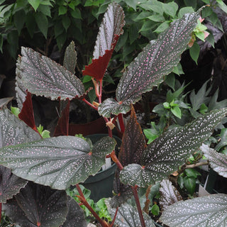 Begonia 'Benigo'