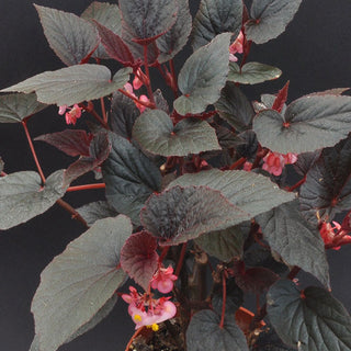 Begonia 'Burning Bush'