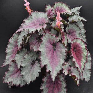 Begonia 'Celia'