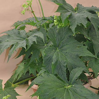 Begonia 'Challenger'