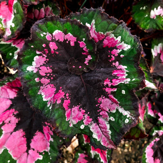 Begonia 'Christmas Curl’