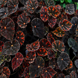 Begonia 'Copper Sunset'