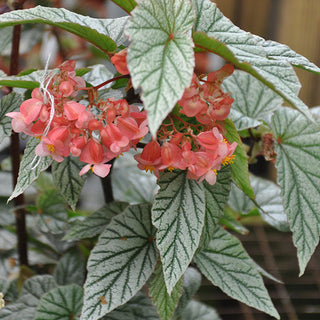 Begonia 'Don Miller'
