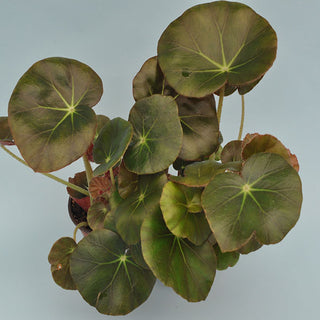 Begonia 'Erythrophylla' ("Beef Steak")